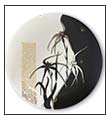 Spider orchid plate by Anne Blake