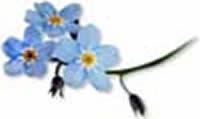forget-me-nots